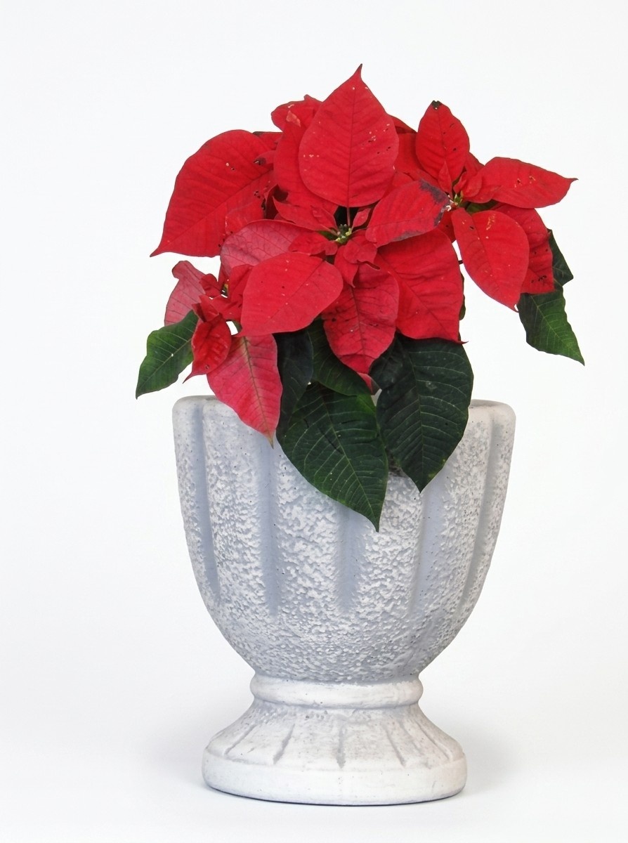 Design Flower Pot Top Planter Vessel Pots Figure Face Sculpture S104044