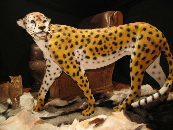 Decorative sculpture designed as a original colored cheetah 85cm (A281A)