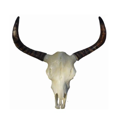 Deco wall figure of a white colored cow skull with long brown horns 78cm