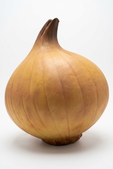Original colored decorative garden sculpture designed as an onion XXL 120x100cm B415